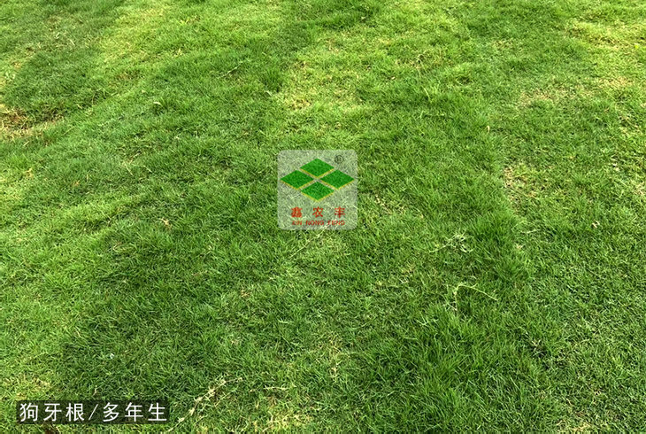 狗牙根種子